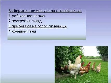 С чем связаны рефлексы у птиц