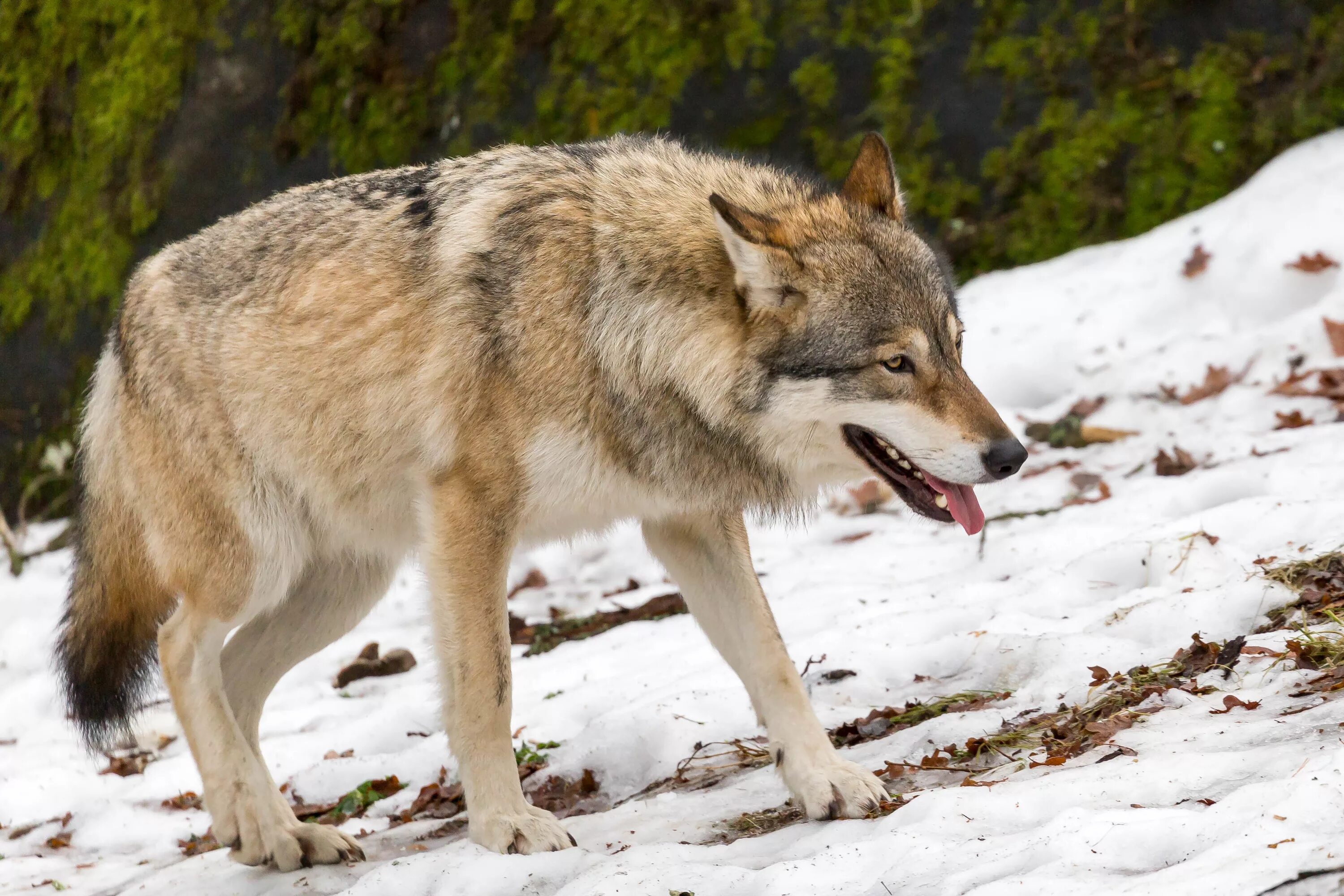 R wolf. Макензийский Равнинный волк. Волк Канис Люпус. Сибирский Тундровый волк. Бурый Тундровый волк.