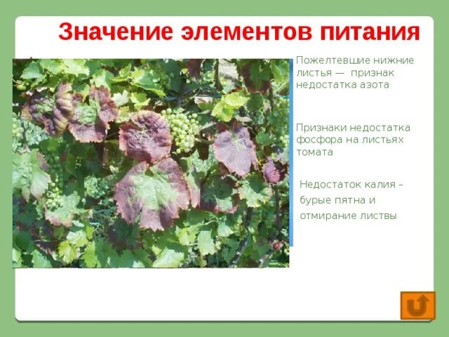 Питание растений 6 класс таблица. Минеральное питание растений 6 класс. Значение минерального питания. Элементы минерального питания растений. Значение минерального питания для растения.