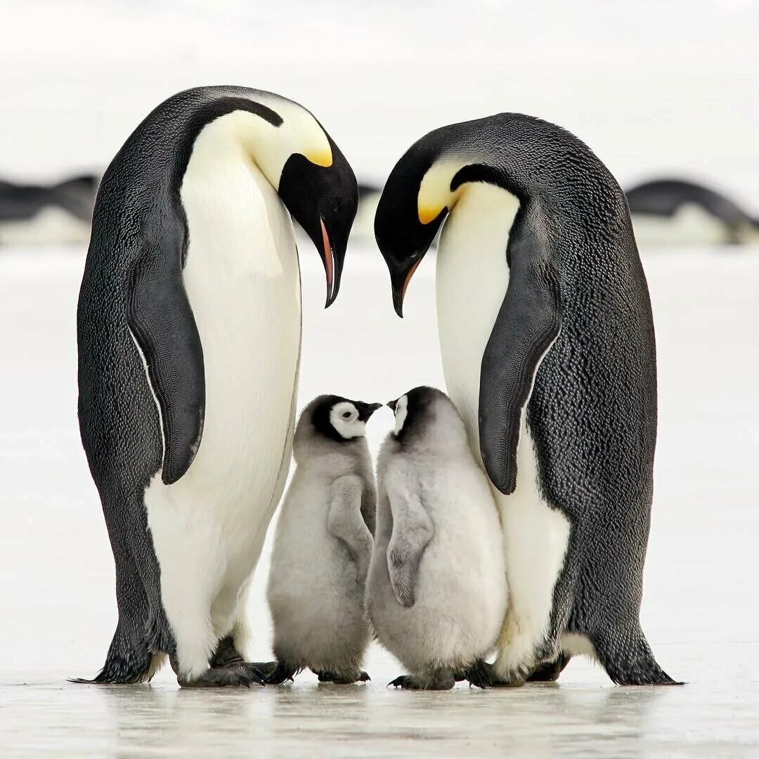 Animal couple. Детёныш королевского пингвина. Пингвиний поцелуй. Милые пингвины. Влюбленные животные.