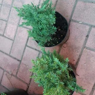 Можно ли пересадить взрослый можжевельник