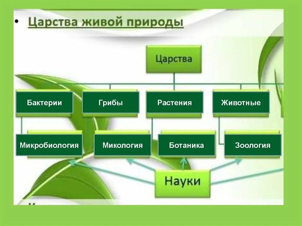 Урок в классе по биологии фгос. Царства живой природы. Царство растений и царство животных. Царства живой природы схема. Царство животных и растений таблица.