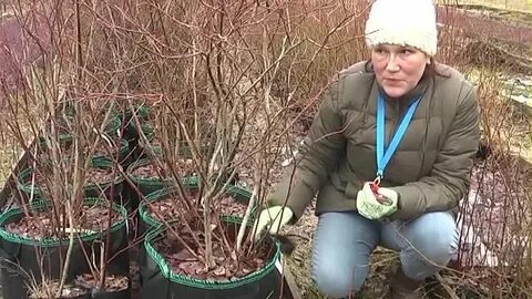 Как правильно выращивать голубику
