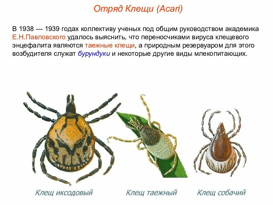 Вопросы по теме паукообразные. Класс паукообразные отряд клещи. таежный клещ атлас определитель 2. иксодовый клещ класс паукообразных. таежный клещ является переносчиком.