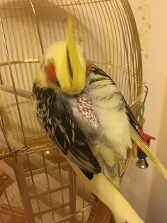 Корелла выщипывает перья