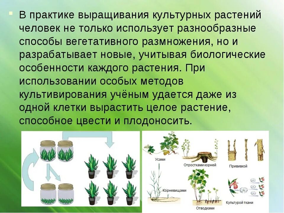 Технологии вегетативного размножения растений черенкование. Способы вегетативного размножения по биологии 6 класс. Hfcntybz? Dsdshfotyyst dtutnfnbdysv cgjcj,FV. Способы вегетативного размножения культурных растений. Вегетативное размножение условия