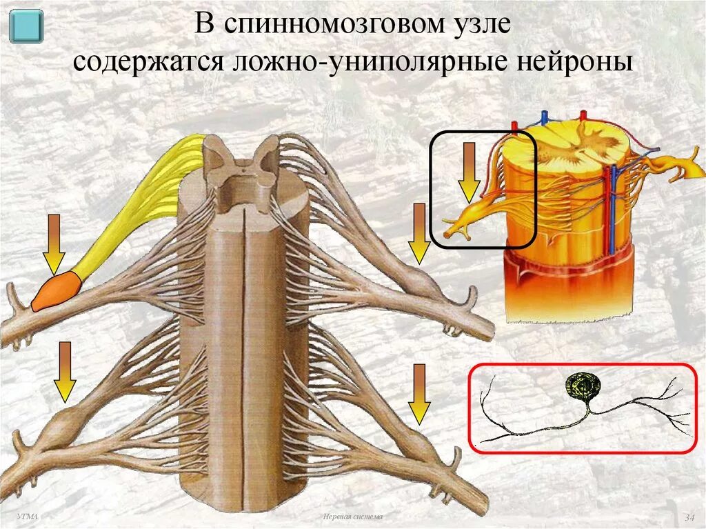 Строение нервного узла. Строение спинного мозга нервный узел. Спиральные ганглии содержат Нейроны. Спинномозговой узел на препарате анатомия. Спинномозговой ганглий.