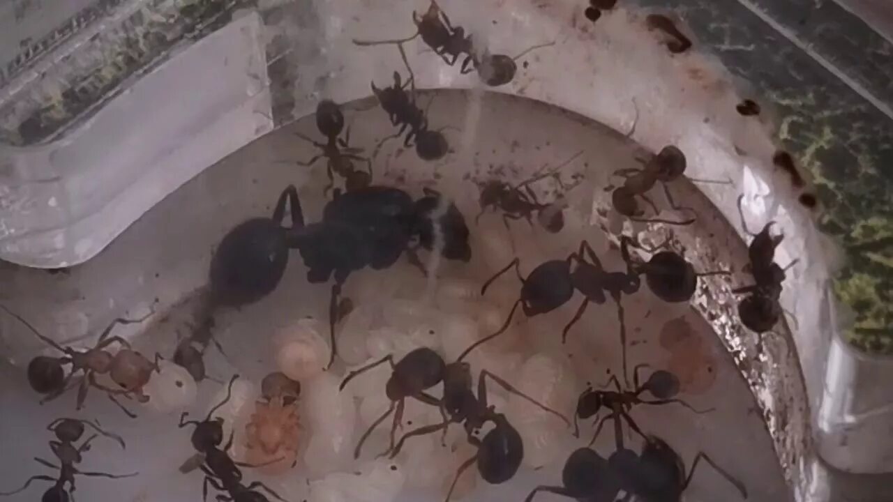 Муравьиная ферма матка. Messor structor касты. Муравьи messor structor. Муравьиная ферма с муравьями жнецами. Колония муравьев-жнецов messor structor.