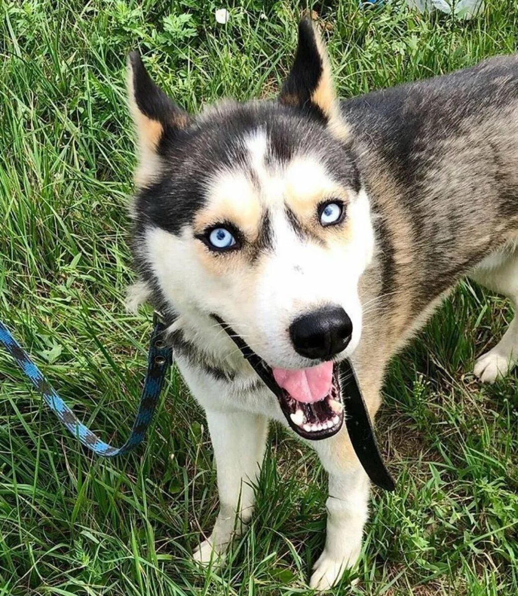 Собака метис хаски. Порода смесь хаски и корги. Смесь хаски и дворняги. Собаки помесь хаски. Метис сибирской хаски.