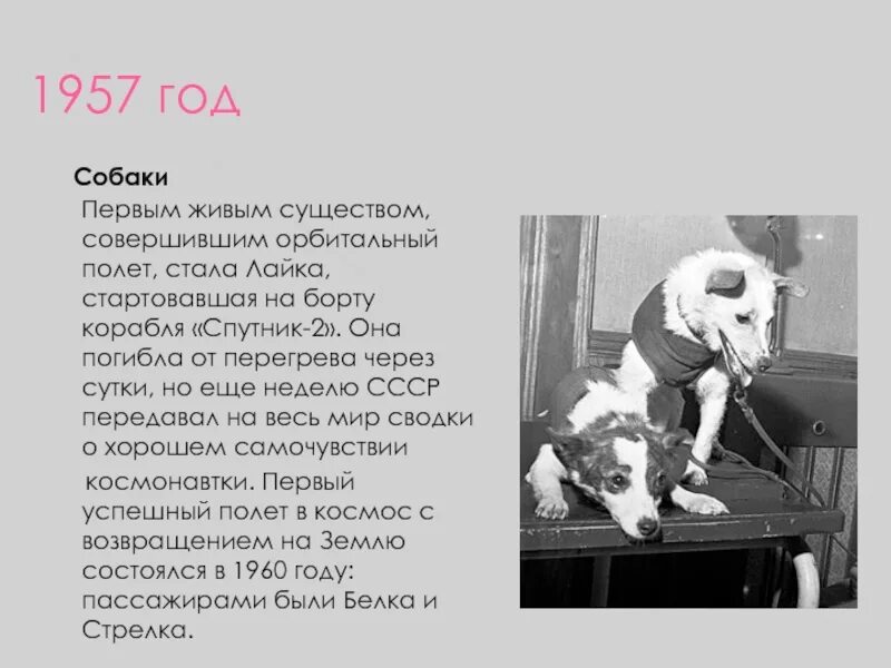 Первое живое существо совершившее космический полет. Лайка, первая собака, совершившая первый орбитальный полёт. Лайка полетевшая в космос в 1957 году. Собака лайка 1957. Собака лайка в космосе.