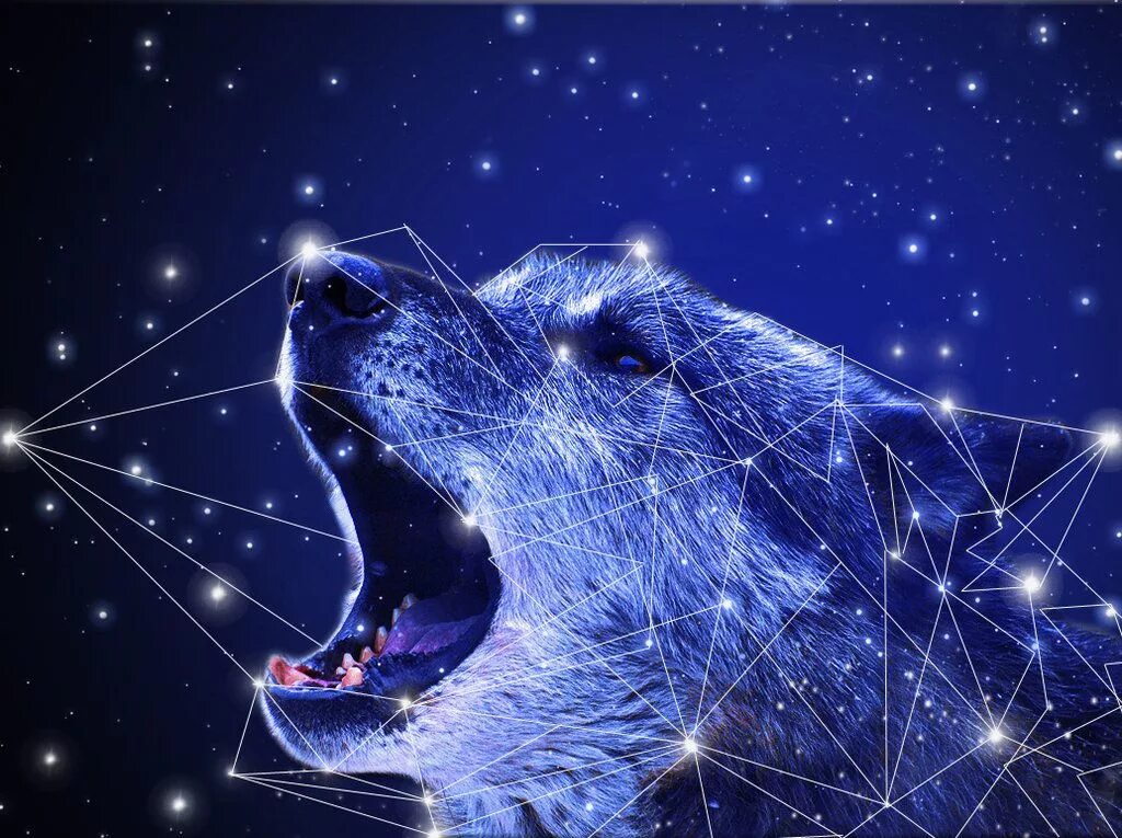 Созвездие зверей. Созвездие волка. Животные и звездное небо. Звездный волк. Созвездия животных на небе.