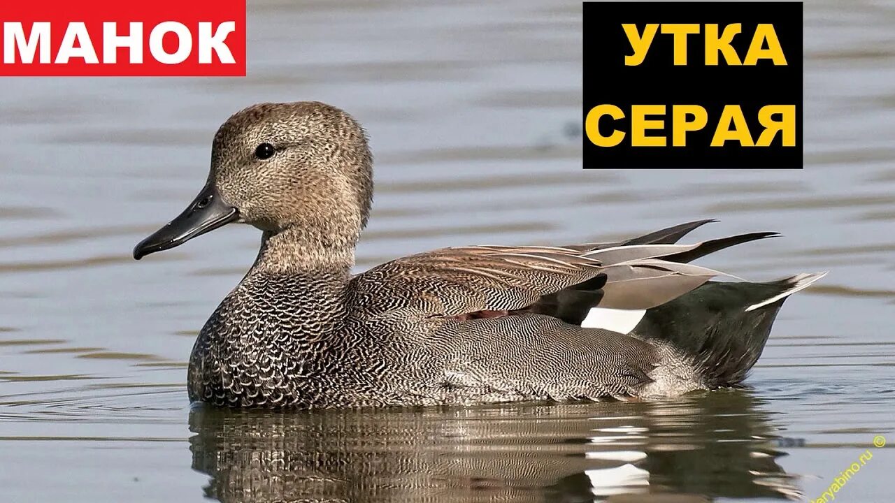 Серая утка селезень голос. Голос кряквы. Утка голос. Голоса уток.