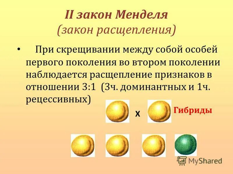 Характеристика моногибридного скрещивания. 1 1 Закон Менделя. Законы Менделя биология 10 класс. Первый закон Менделя расщепление. Моногибридное скрещивание законы Менделя.