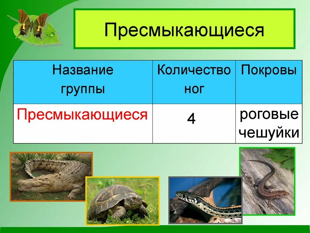 Группы пресмыкающиеся. Пресмыкающиеся примеры. Группа животных пресмыкающиеся. Группы рептилий.