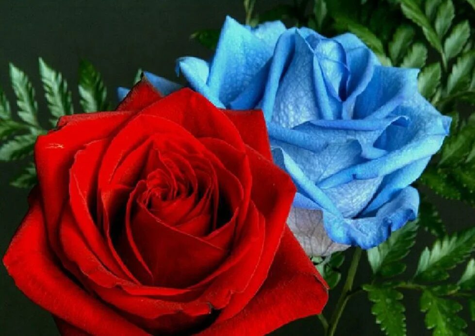 Синие красные 9. Красно синие розы. Розы голубые и красные. Голубые цветы. Синяя роза.
