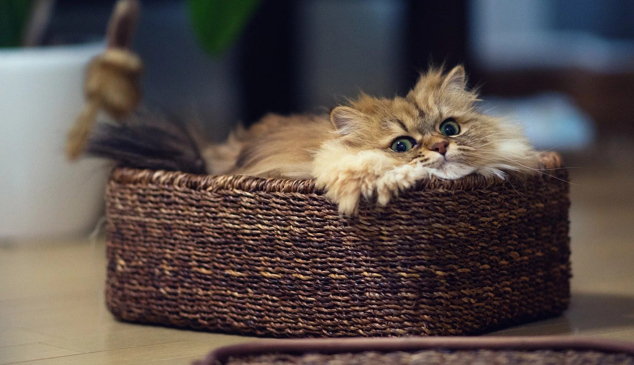 Самые милые фотки. Котята в корзинке. Милые котики. Милый котик. Кошка в лукошке.