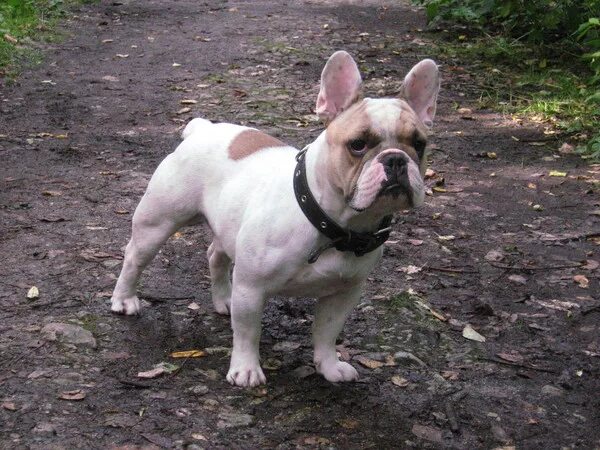 Французский бульдог черный с палевым. Вязка французских бульдогов. Французского бульдога воронеж. Французский бульдог 5 месяцев. Ошейник для французского бульдога.