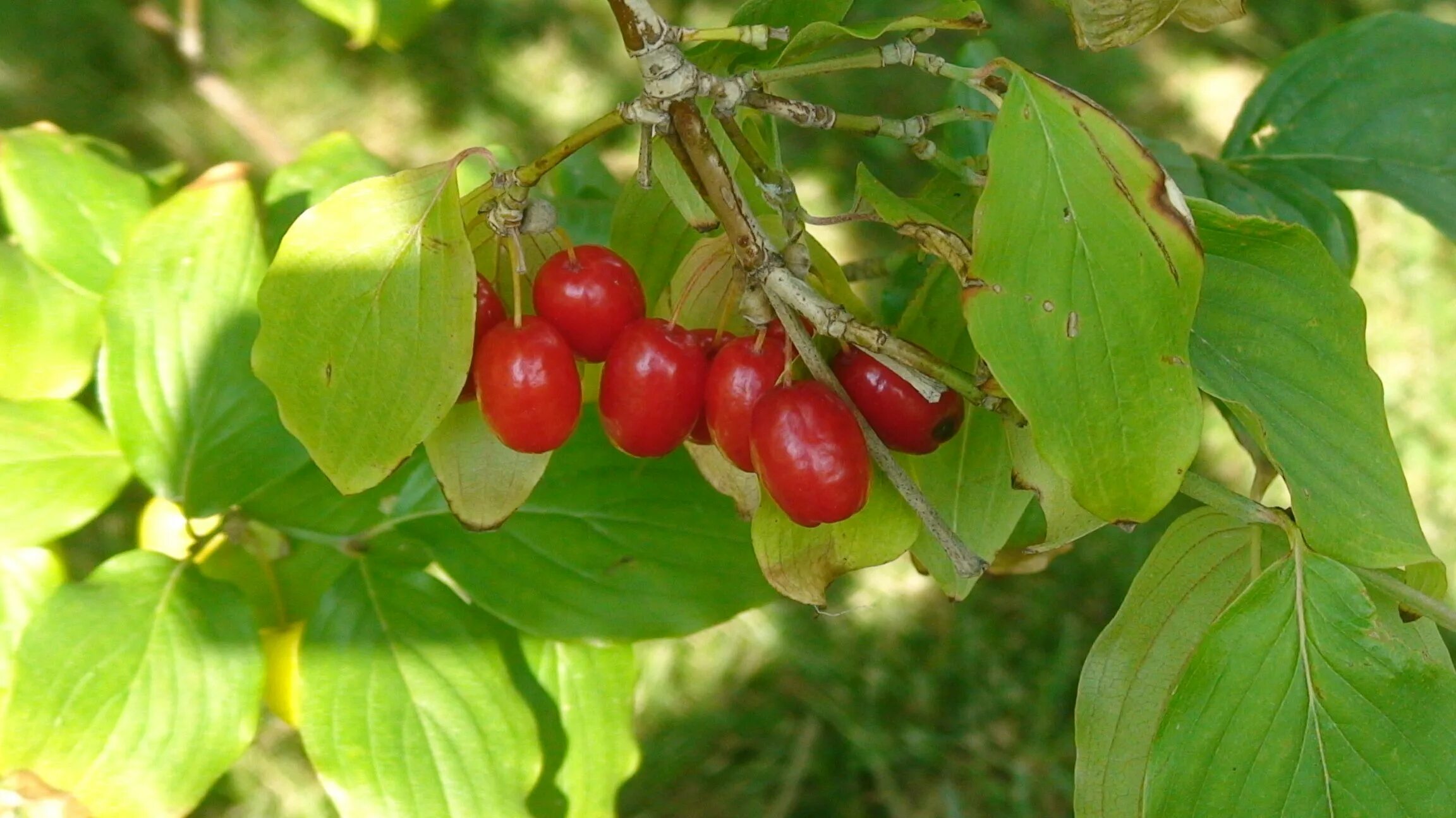 Кизил светлячок. Кизил (Cornus). Cornus mas кизил обыкновенный. Кизил ягода дерево. Кизил Лесной.