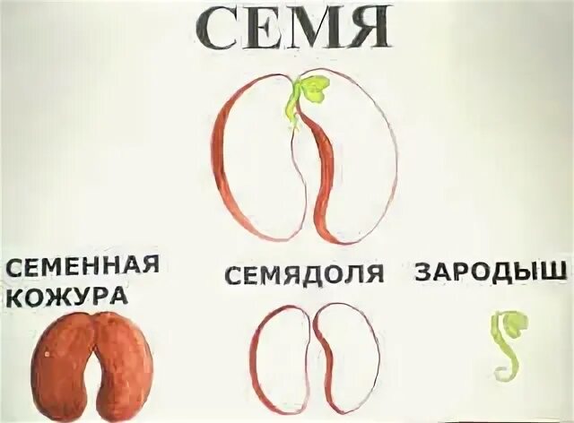 Семенная кожура набор