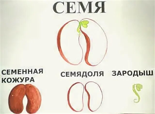 Что кроме зародыша и семенной кожуры находится. Семенная кожура. Семя семенная кожура. Семенная кожура защищает. Развитие семенной кожуры.