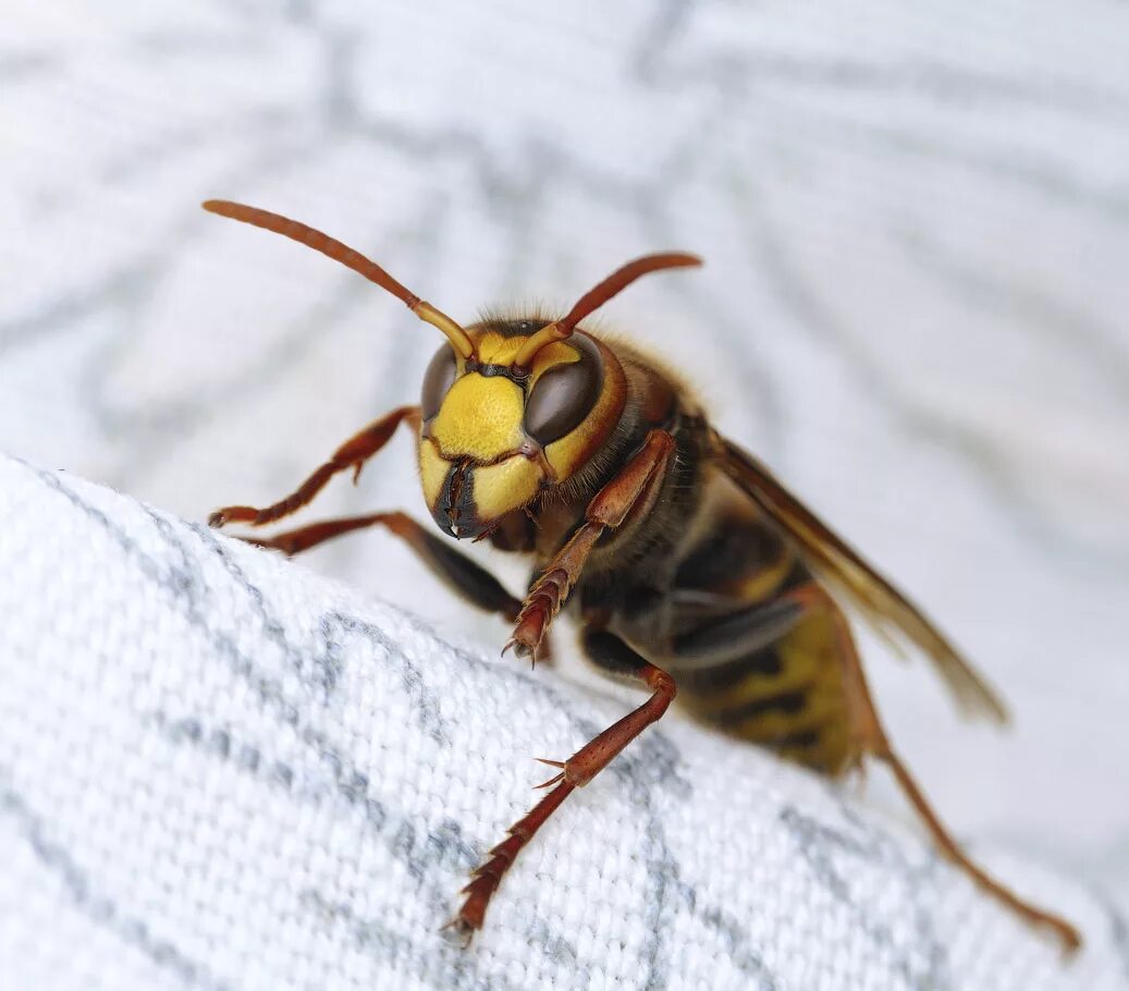 К чему снятся шершни во сне. Шершень обыкновенный Vespa crabro. Жужжание шершня. Приснился Шершень.