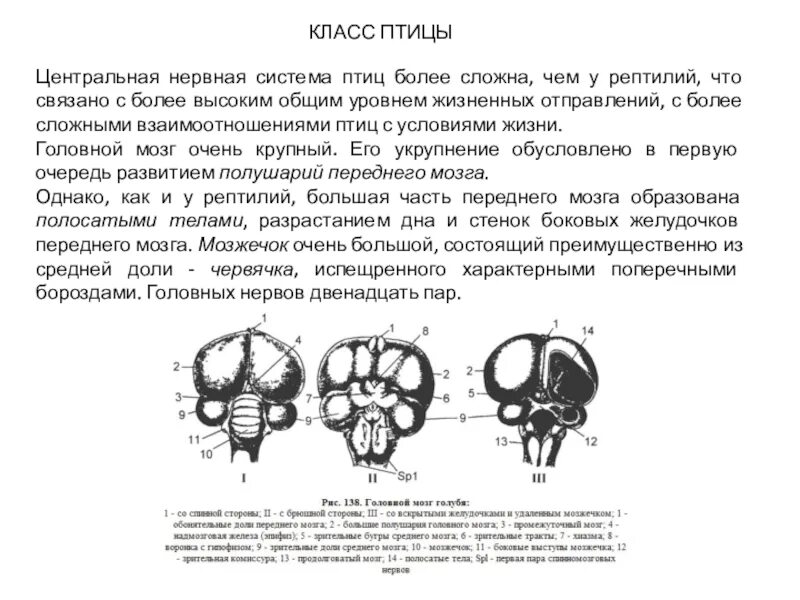 Класс птицы нервная. Нервная система птиц 7 класс биология. Нервная система система птиц. Строение нервной системы птиц. Нервная система птицы головной мозг.