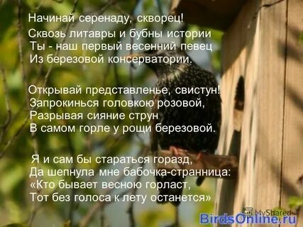 Уступи мне скворец уголок заболоцкий анализ