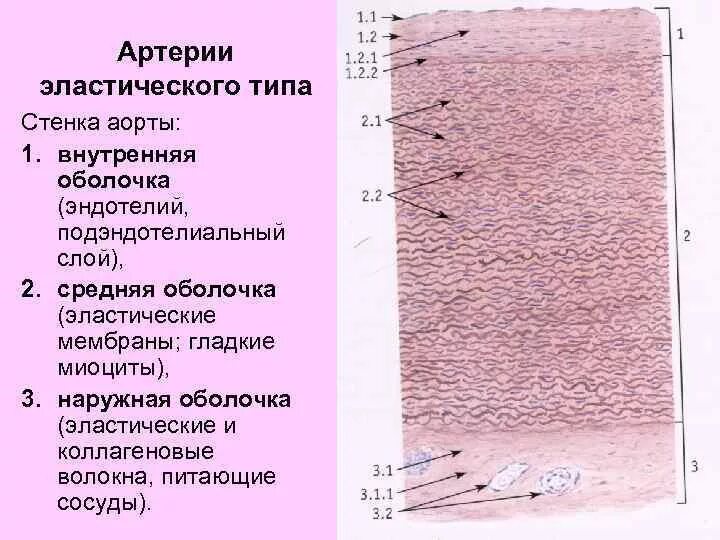 Мышечно эластические артерии - найдено 90 картинок