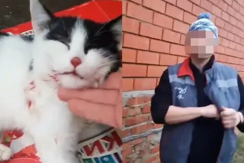 Ребенок избил кошку