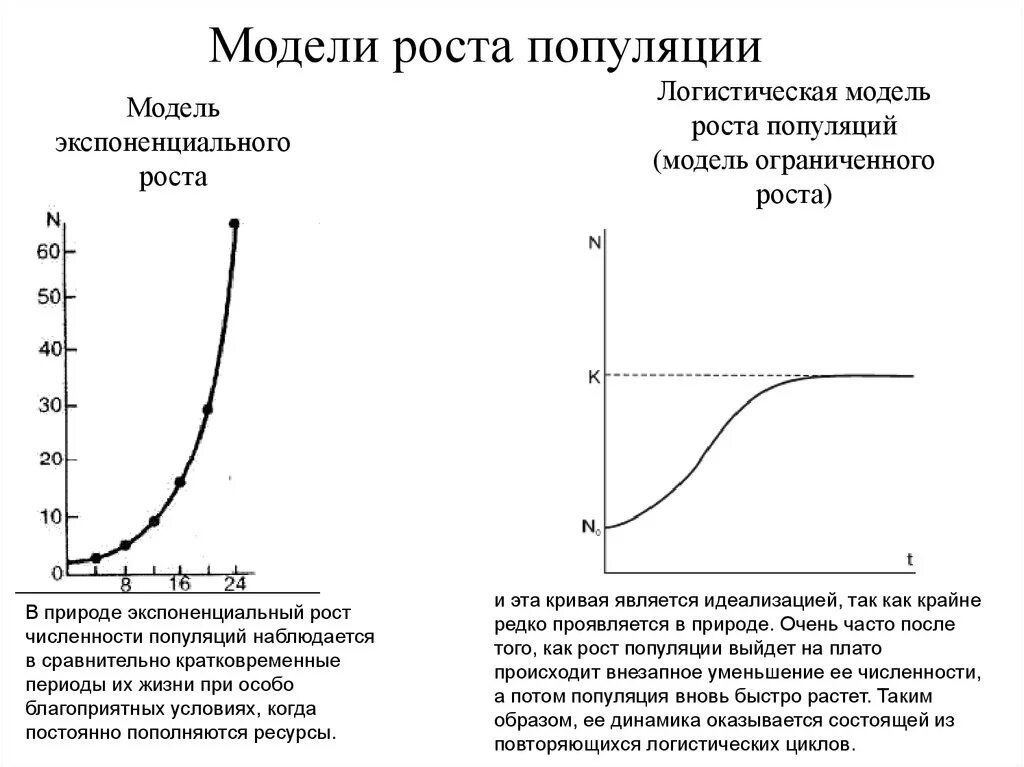 Линейный и экспоненциальный рост презентация. Модель экспоненциального роста популяции. Модели роста популяции, экспоненциальный рост. Логистическая модель роста популяции. Экспоненциальная модель роста численности популяции.