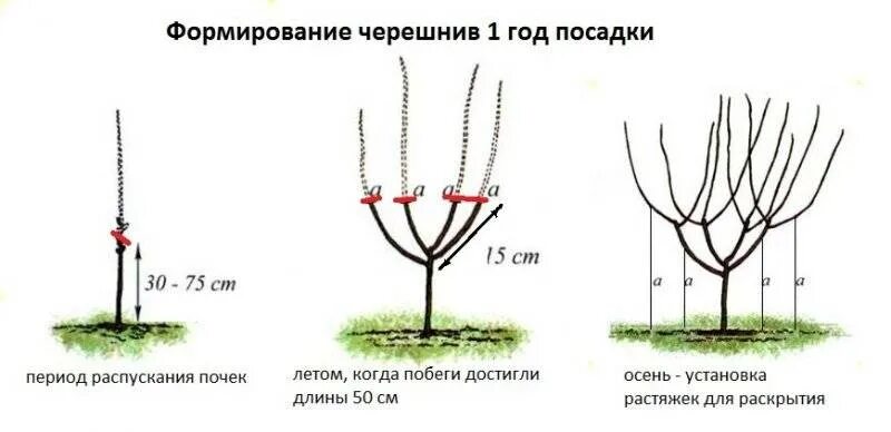 Когда можно посадить вишню