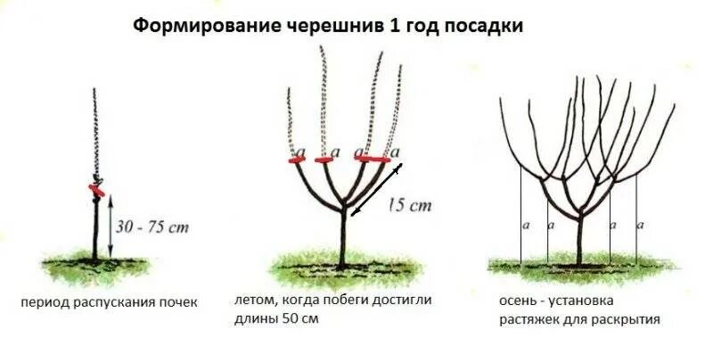 Вишня после посадки. Черешня формирование кроны испанский куст. Формировка черешни испанский куст. Обрезка черешни весной схема. Черешня формировка испанский куст схема.