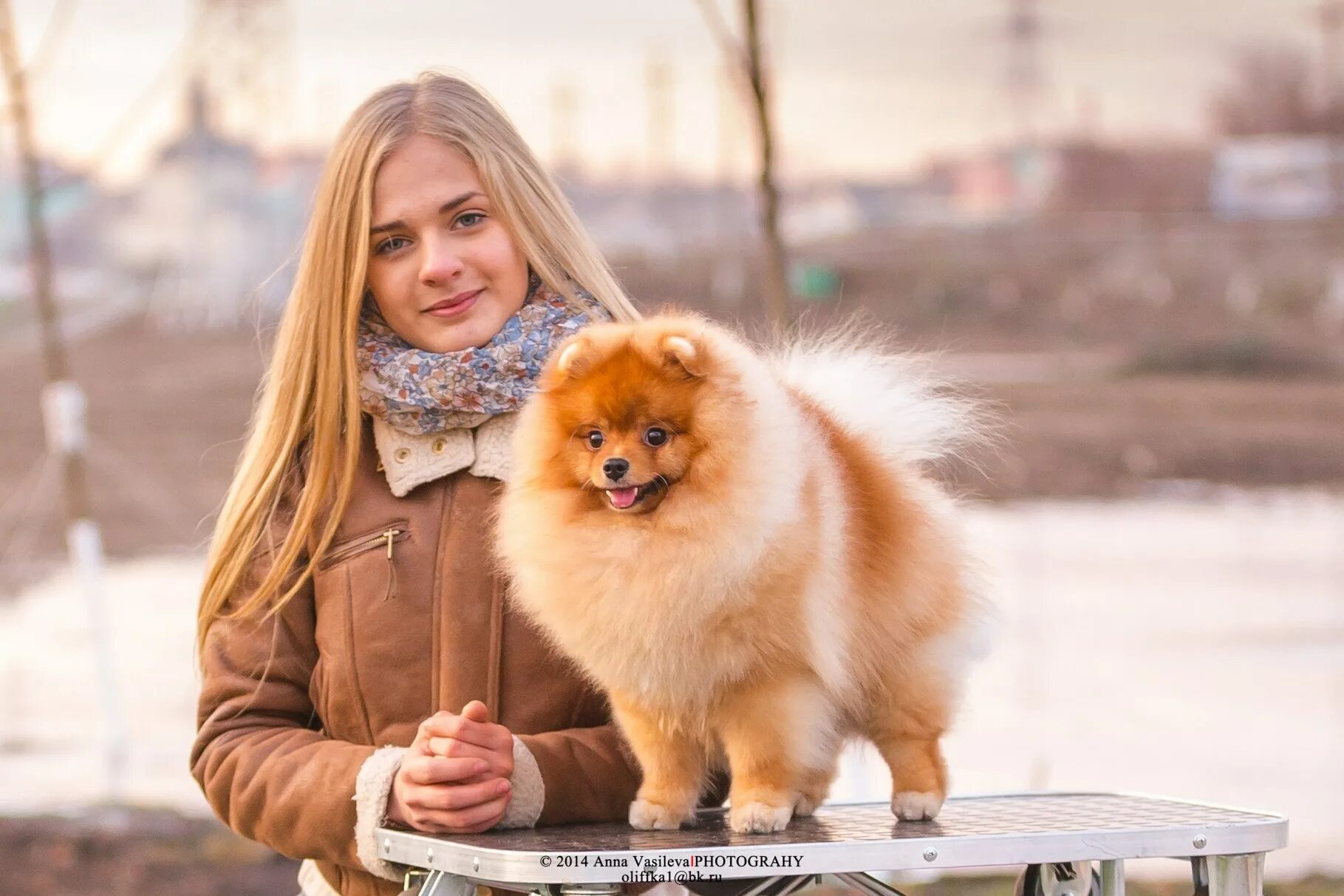 Померанский шпиц 6. Фотосессия со шпицем на улице. Фотосессия со шпицем. Порода шпиц померанец. Померанский шпиц боо.