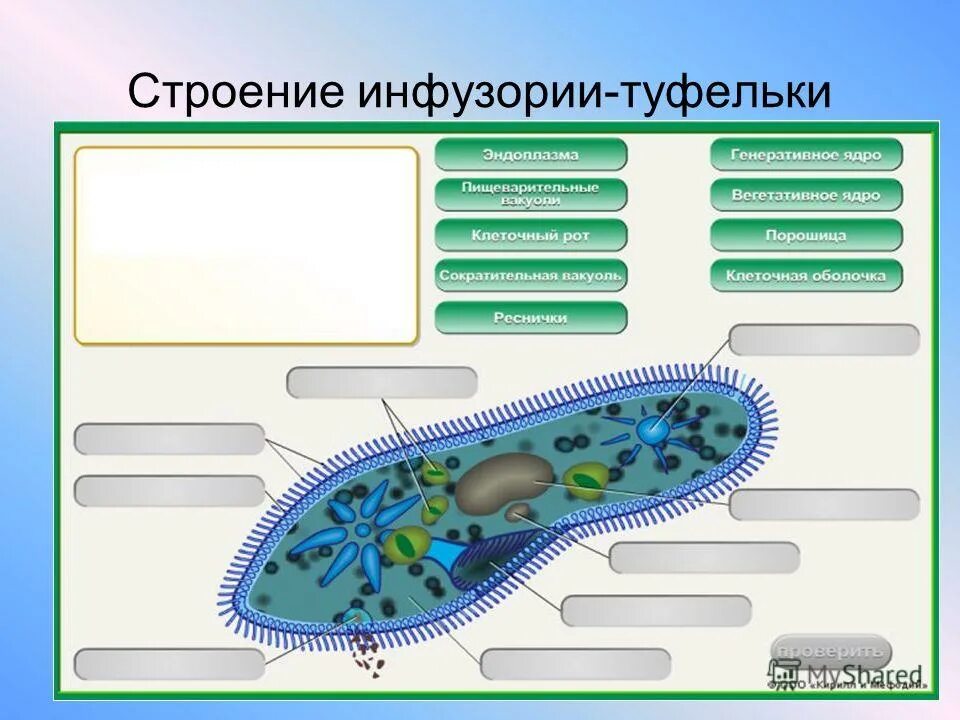 Модель клетки инфузории туфельки. Инфузория туфелька 3д. Простейшая модель. Модель простейшего. Амеба макет по биологии.