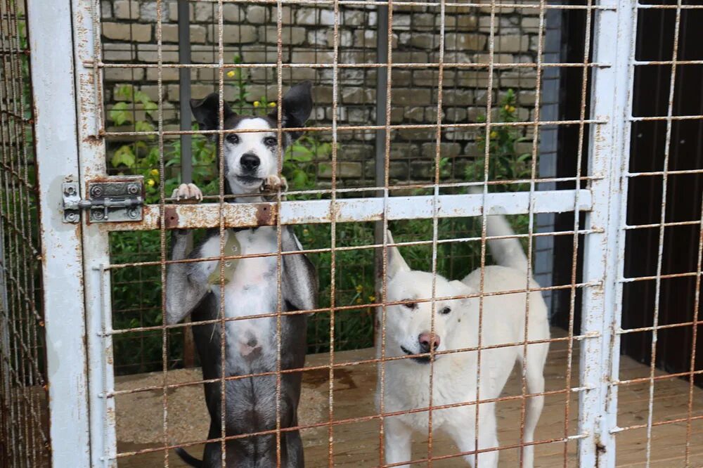 Приют для собак брянск. Приют для собак брянск. Приют для бездомных животных. Приют для собак. Отлов бродячих животных.