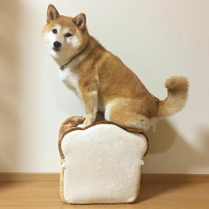 Корм для сиба ину. Сиба ину Хатико. Акита ину флаффи. Сиба ину хлеб. Shiba Inu fluffy.