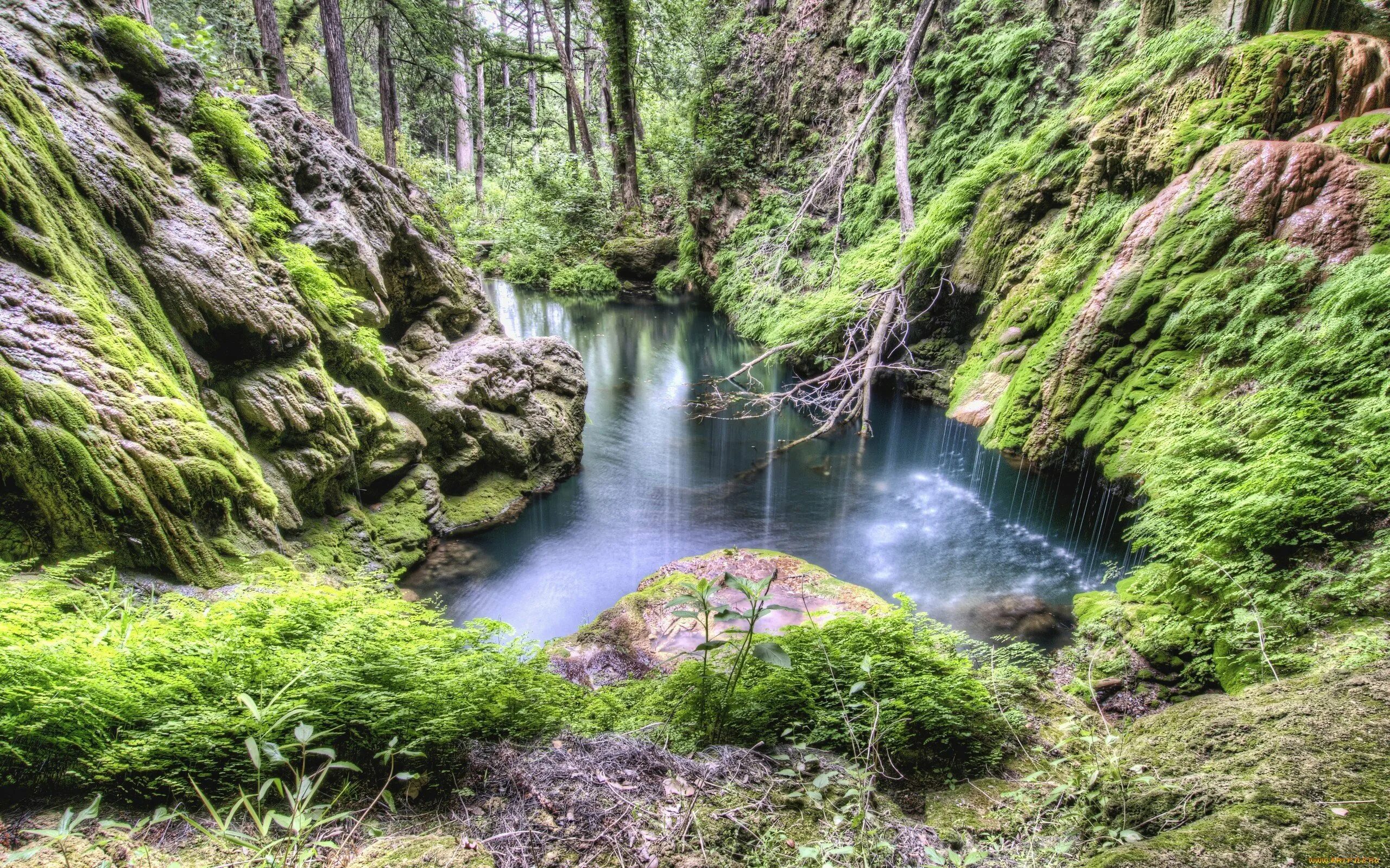 Растительный источник воды