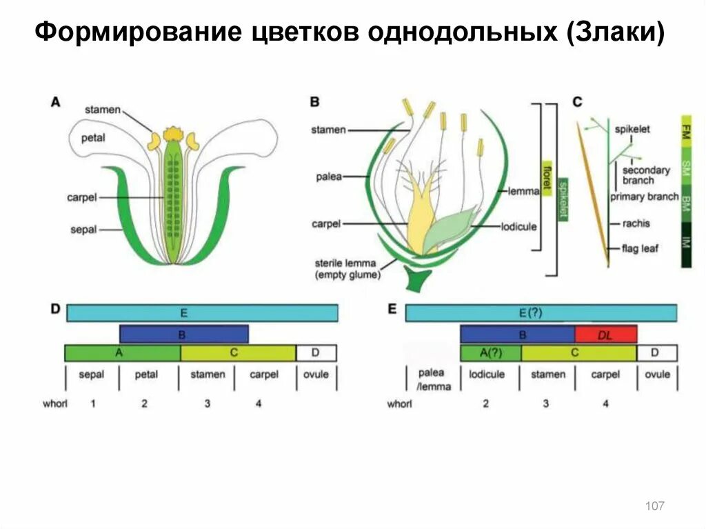 Чашечковидный околоцветник. Ароморфозы покрытосеменных. Система цветопередачи rgb. Формирование цветка. Тычинка пестик пыльник завязь.