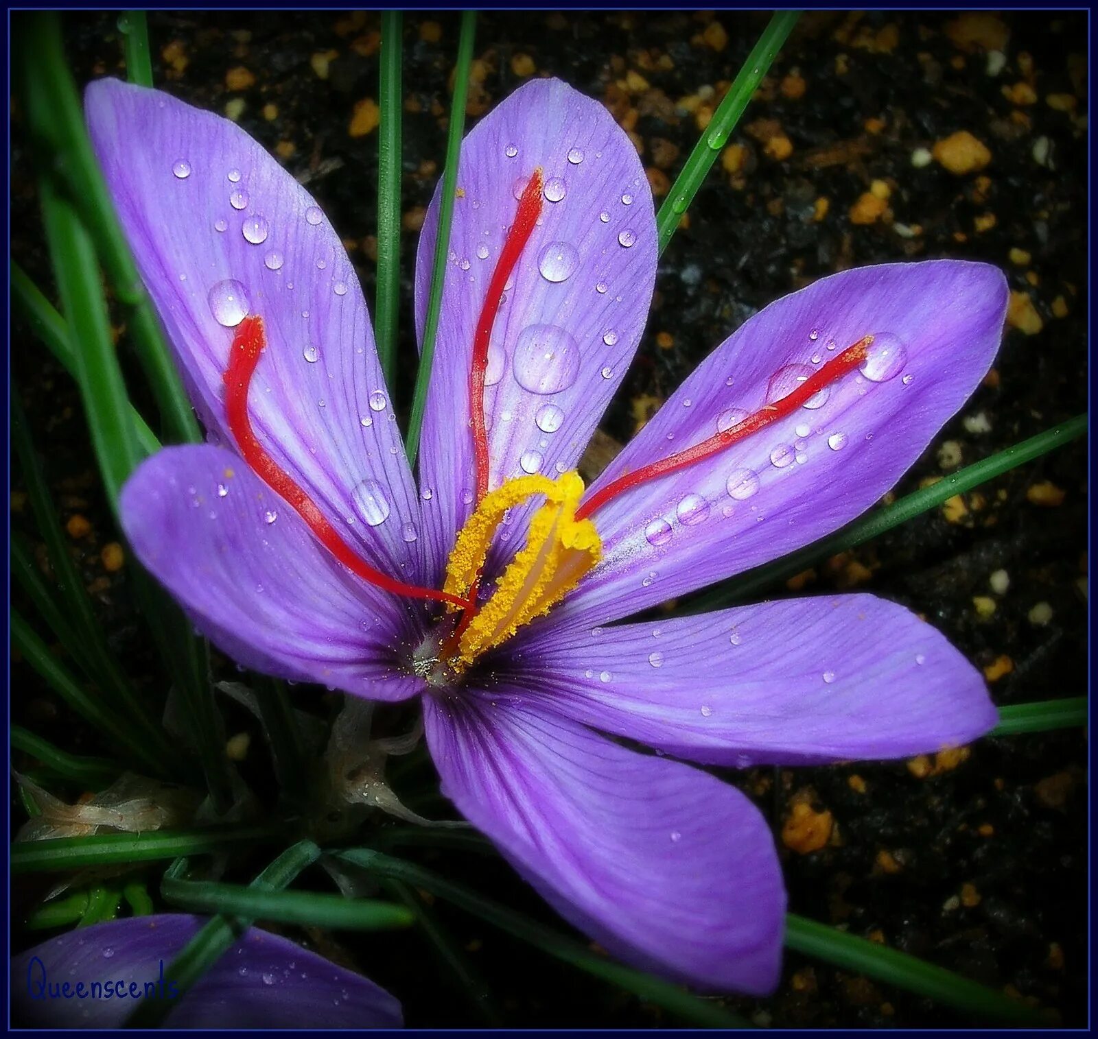 Шафран выращивание. Crocus sativus. Saffron Crocus sativus Flower. Рокус (Шафран) посевной (Crocus sativus). Заъфарон Шафран посевной - Crocus sativus l..
