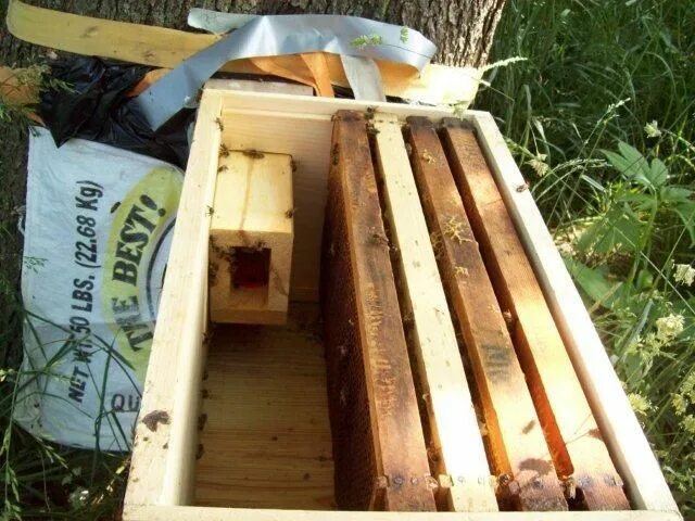 Honey trapping. Ловушки для пчёл для пчеломатки. Пчела трап. Перга уловитель для пчел для ящика. ЛОВУШКА для древесных пчел.