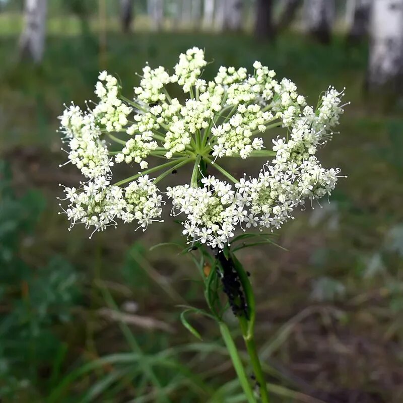 Chamaenerion angustifolium - Изображение особи - Плантариум