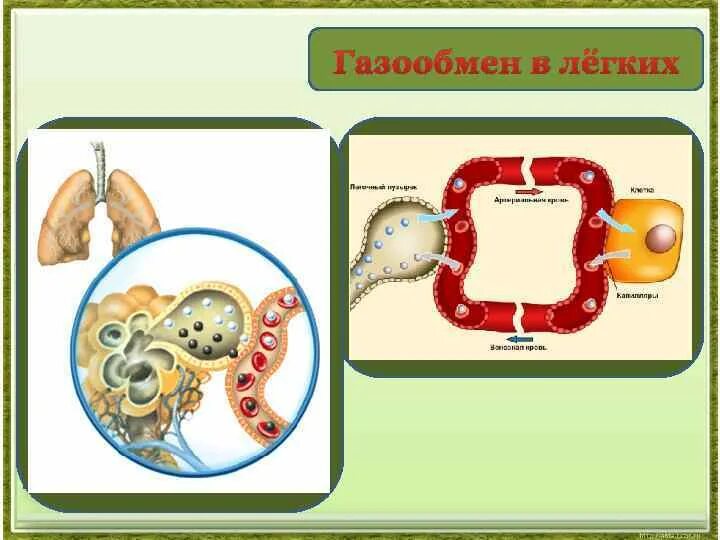 Круги газообмена в легких. Газообмен в легких. Процесс газообмена в легких. Газообмен в органах и тканях. Механизм газообмена в легких.
