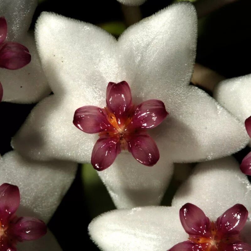 Хой цветы. Хойя восковой плющ. Хойя, плющ восковой — Hoya. Hoya Bella цветок.