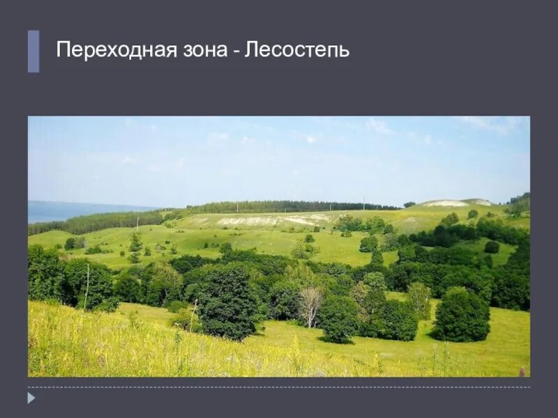 Лесостепь России. Общий вид лесостепи. Лесостепь это переходная зона. ГП лесостепи. Географическое положение лесостепей и степей в россии