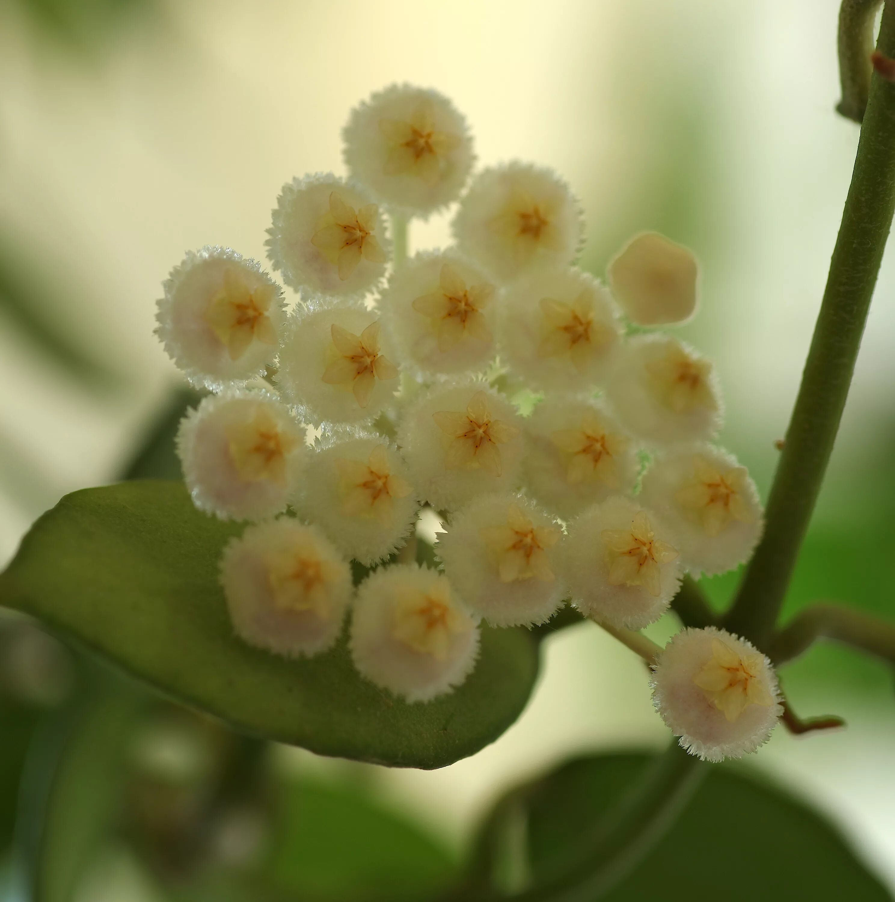 Хойя лакуноза. Хойя лакуноза Hoya lacunosa. Хойя lacunosa Eskimo. Хойя лакуноза эскимо.