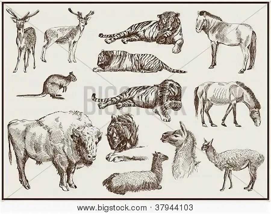 images of all animals what do all of these animals have in common Rare animals,
