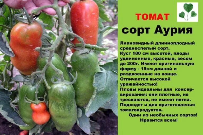 Сорт томатов жигало описание и отзывы. Томат аурия семена. сорт помидор аурия. сорт томатов аурика.