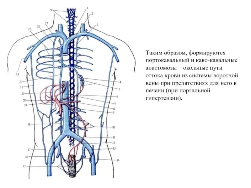 Значение кава кавальных анастомозов