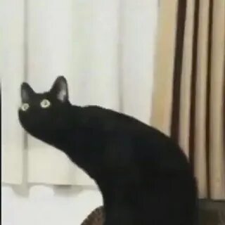 Мем с черным котом