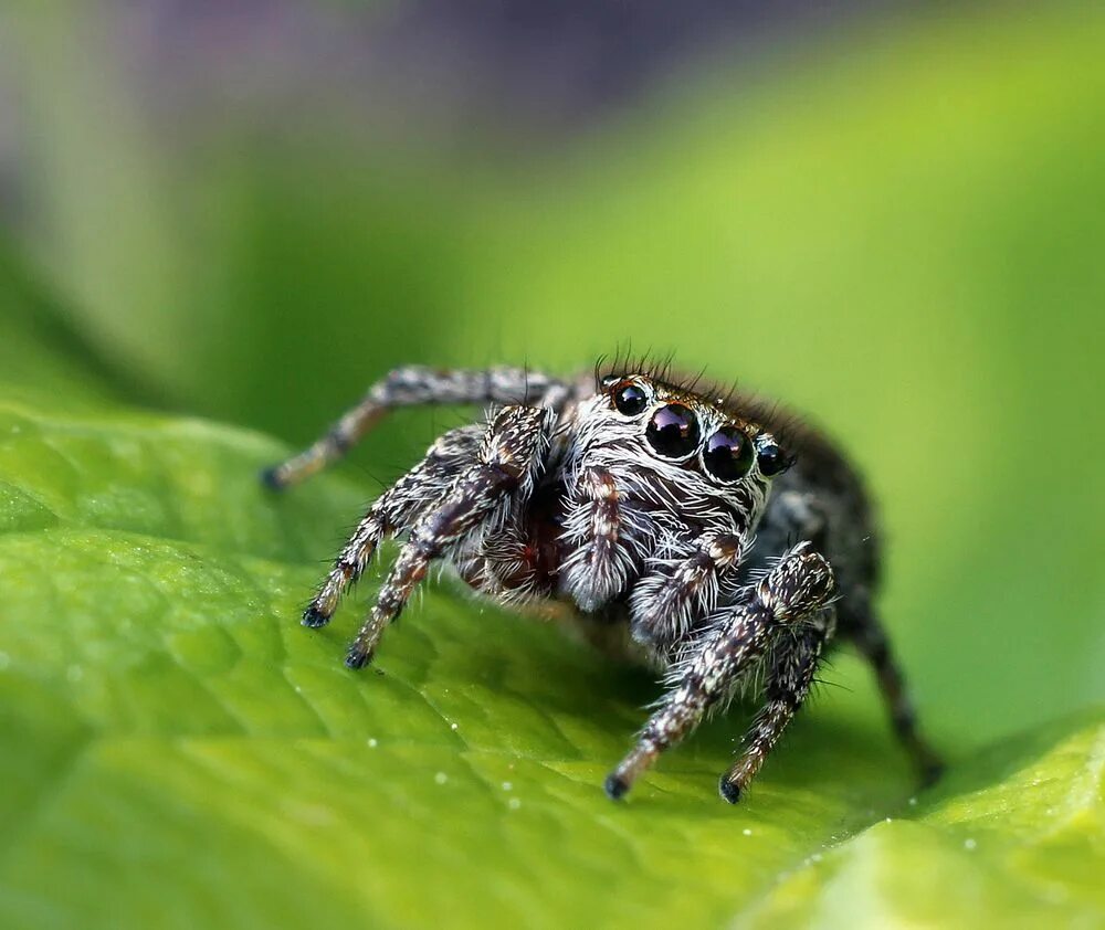Пауки издающие звуки. Пауки издающие звуки. Пауки издающие звуки. Пауки дагестана. National geographic пауки.